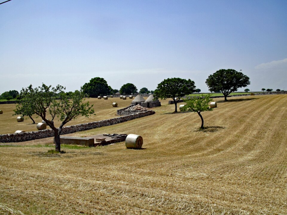 Landscape nature tree