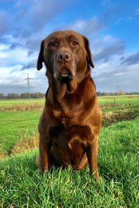 Labrador mammal friend photo