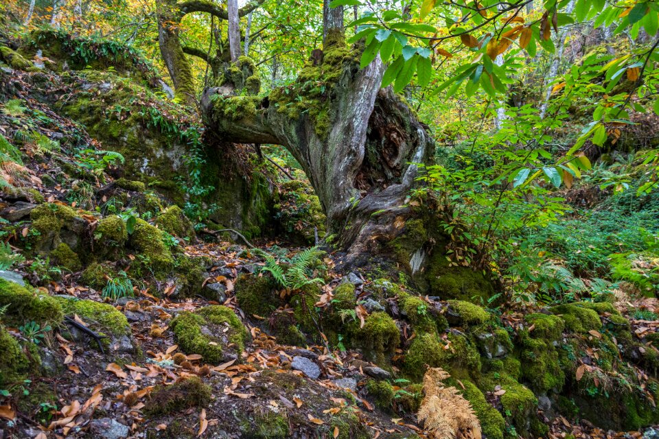Mosses leaf tree