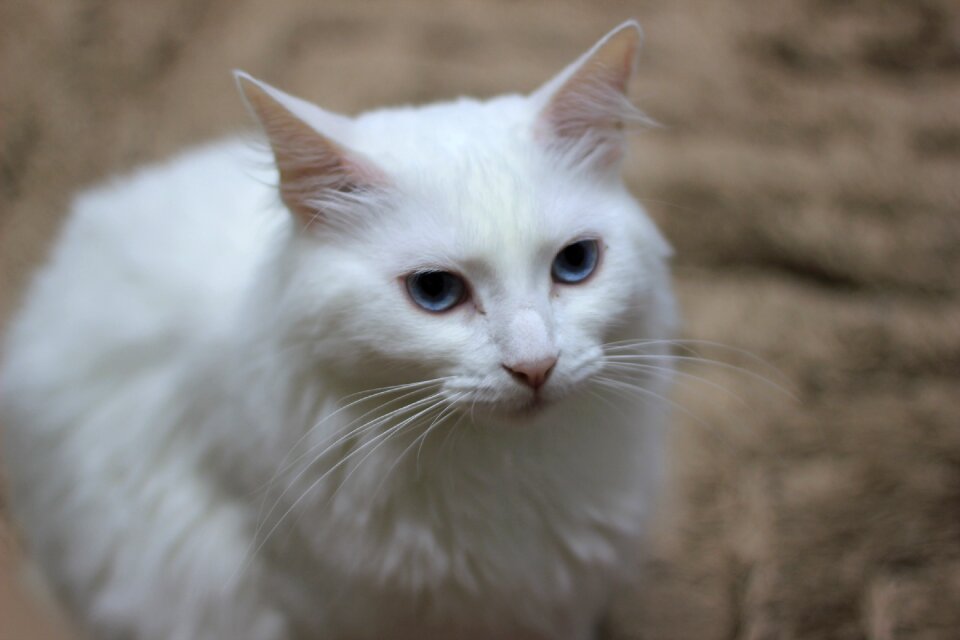 Mammals portrait kitten photo