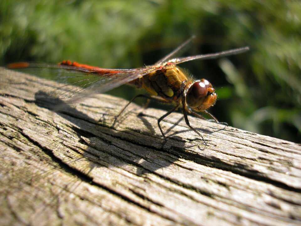 Dragonfly eyes wings
