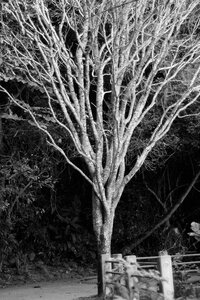 Nature naked life