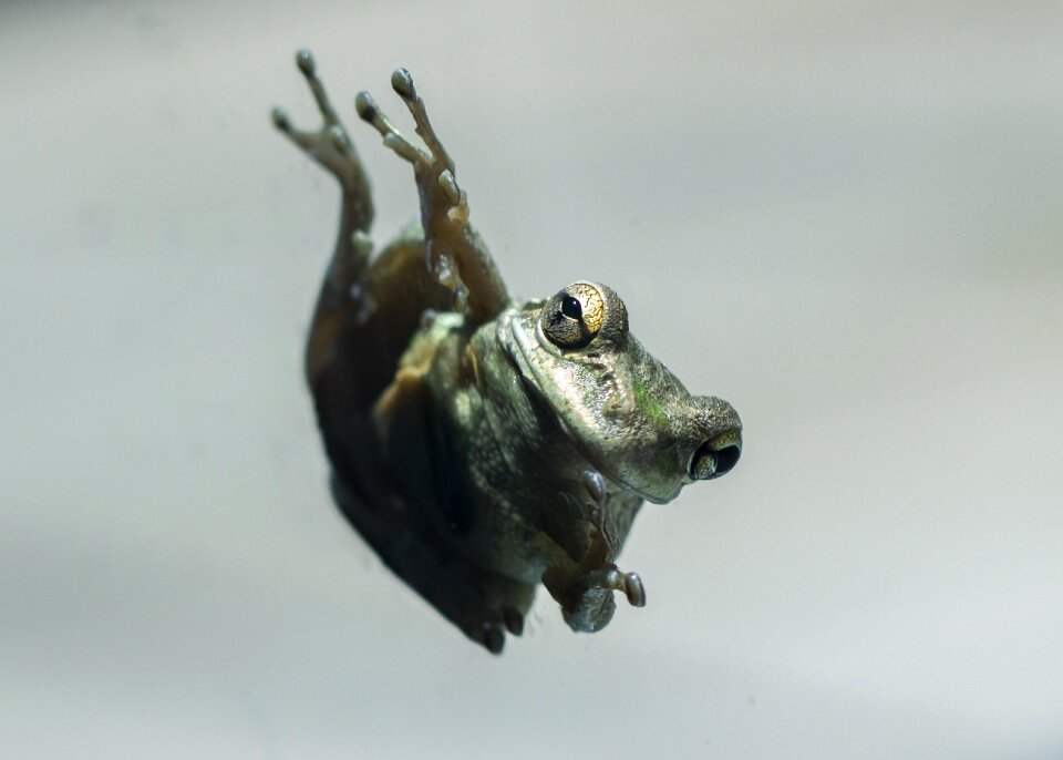 Reptile amphibian jesus creation