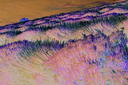 Landscape lavender field