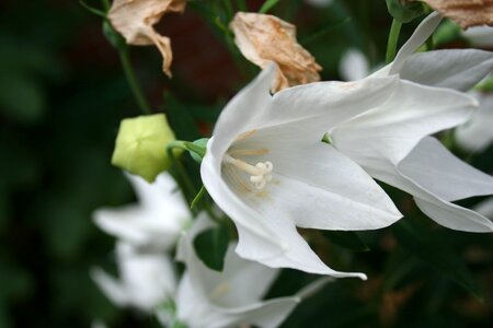 Leaf garden balloon flower
