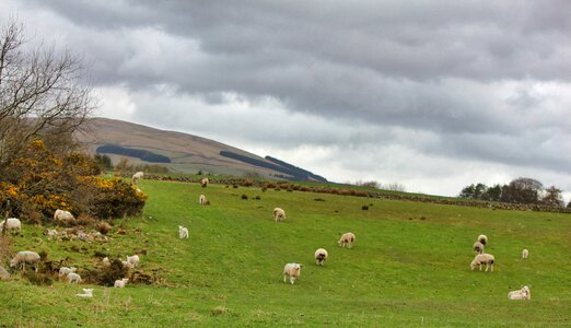 Farm agriculture scottish photo