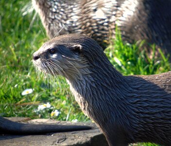 Animal zoo otter