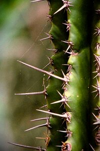 Succulent desert dry