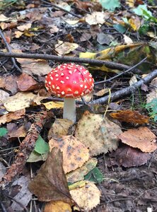 Nature mushroom plant
