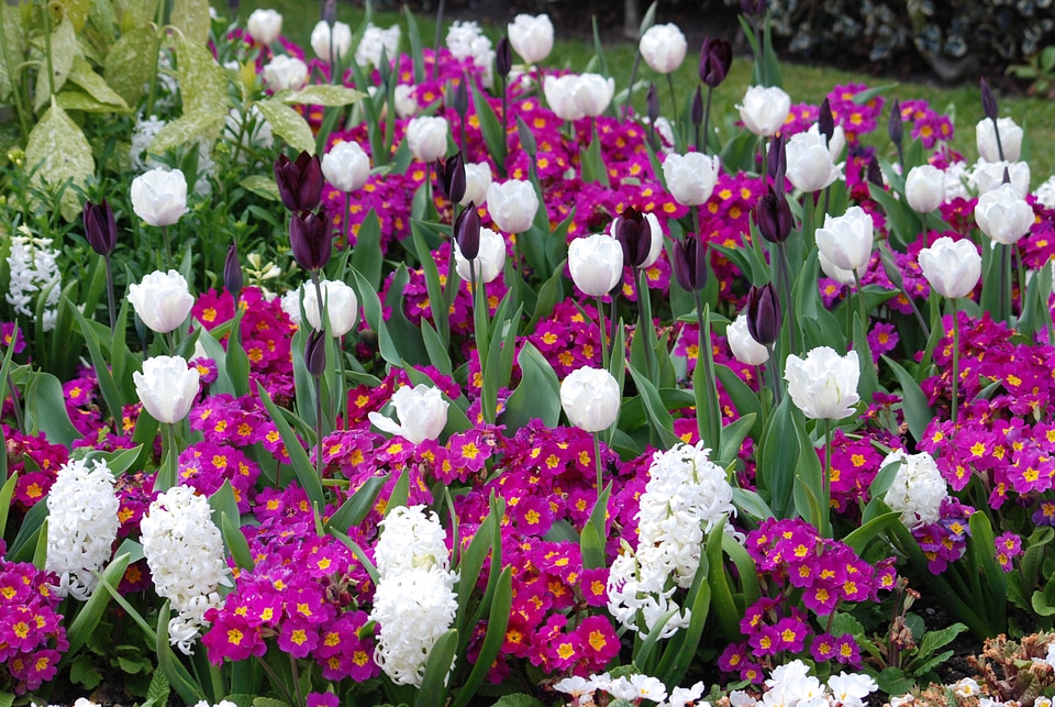 Floral plants natural