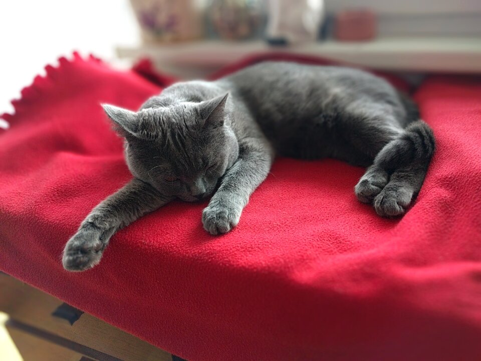 Cat dormant sleeping