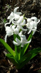 Blossom bloom white
