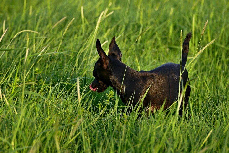 Ears spring animal