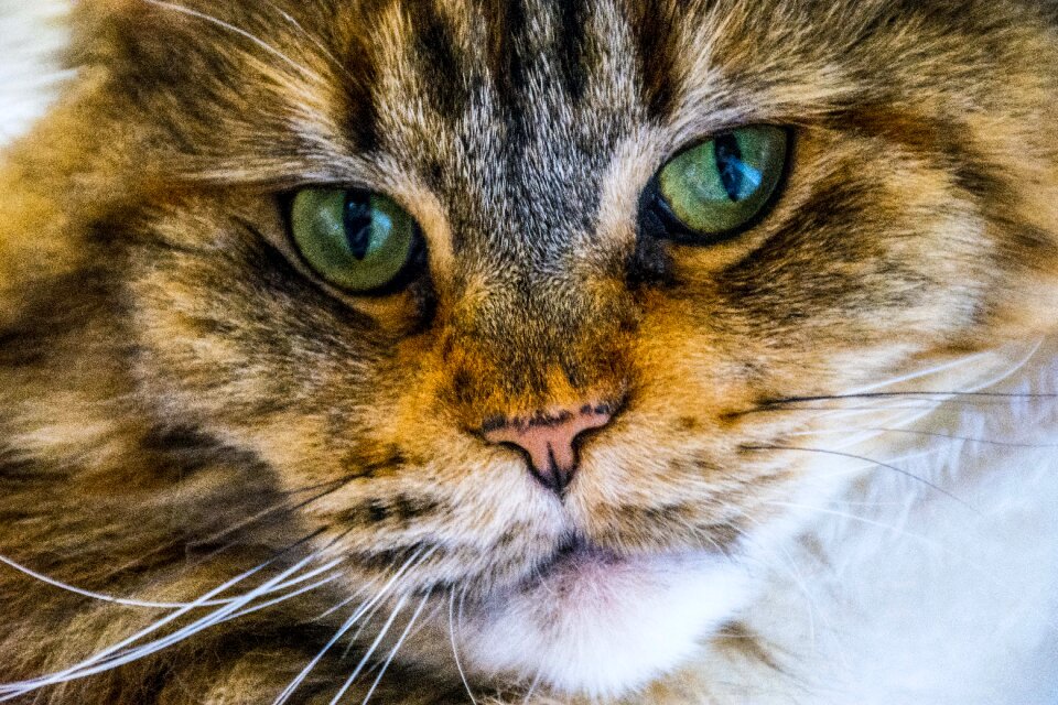 Mammal cat pet