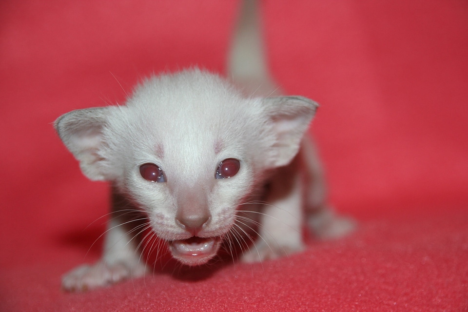 Cat baby fur charming