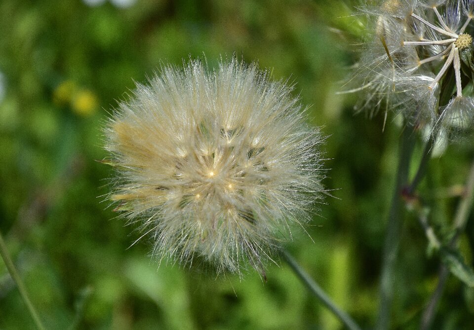 Taraxacum plant summer