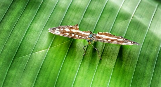 Tropical wild insect