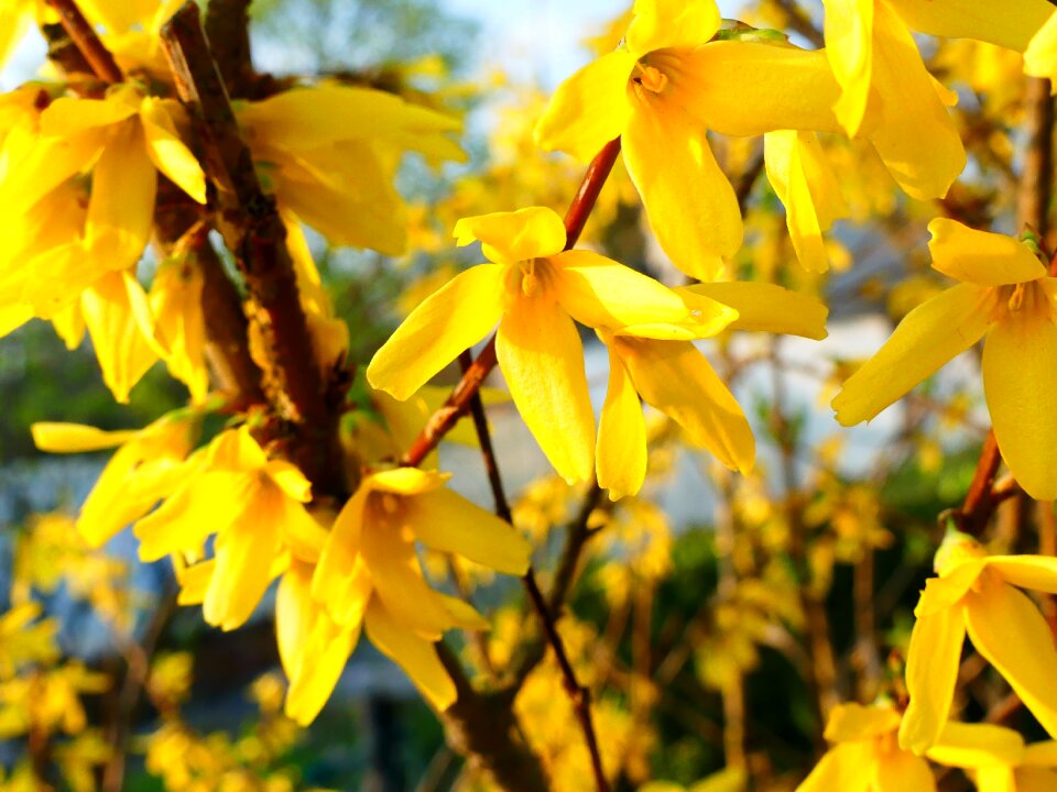 Forsythia spring yellow