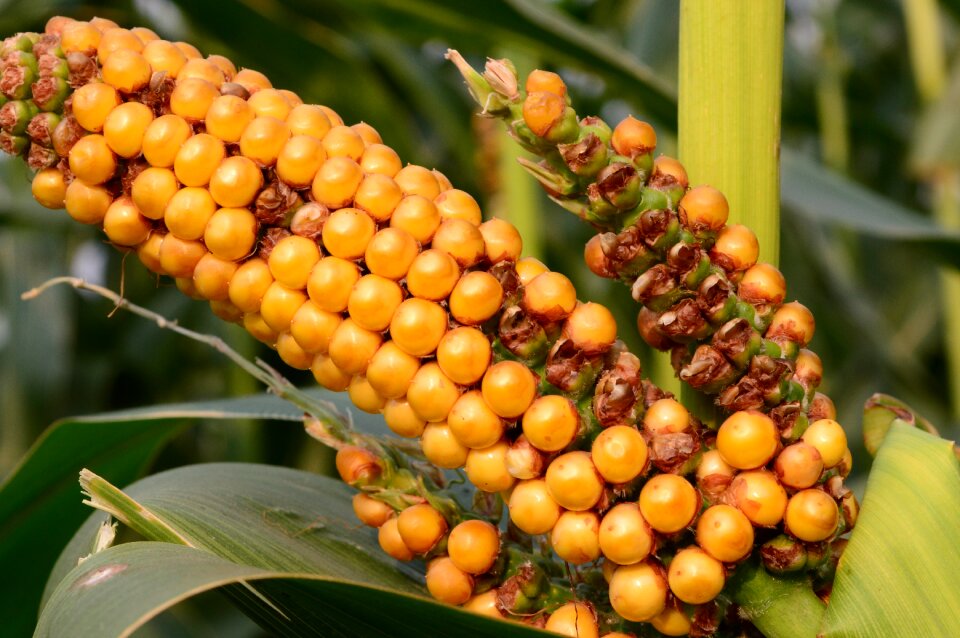 Fruit leaf closeup