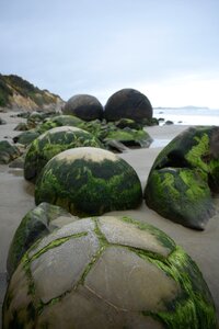 New zealand beach seashore photo