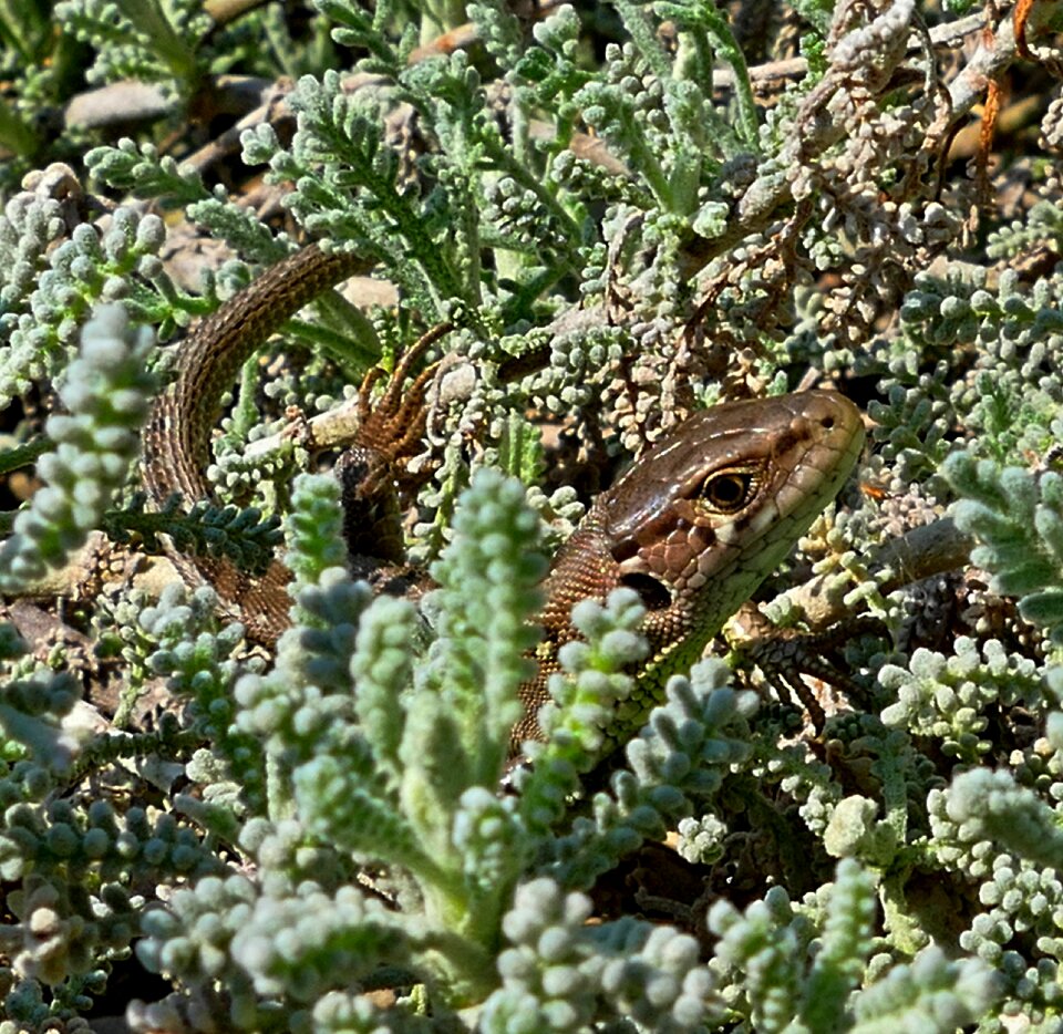 Common reptile nature