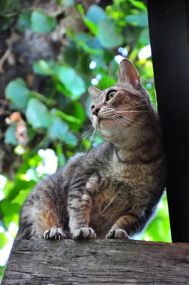 Mammalia nature looking for