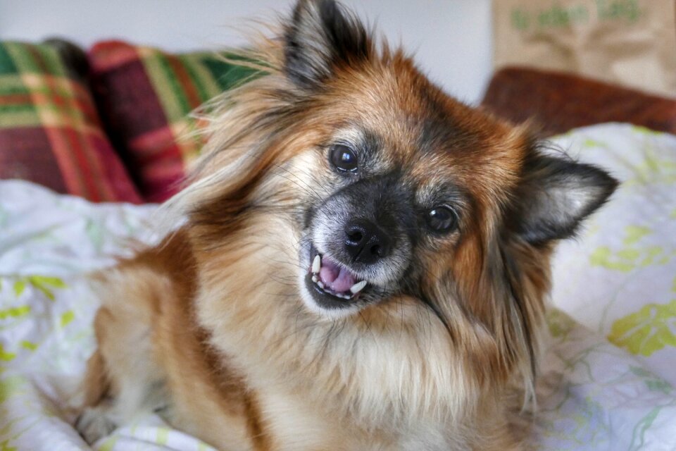Mammal portrait pet