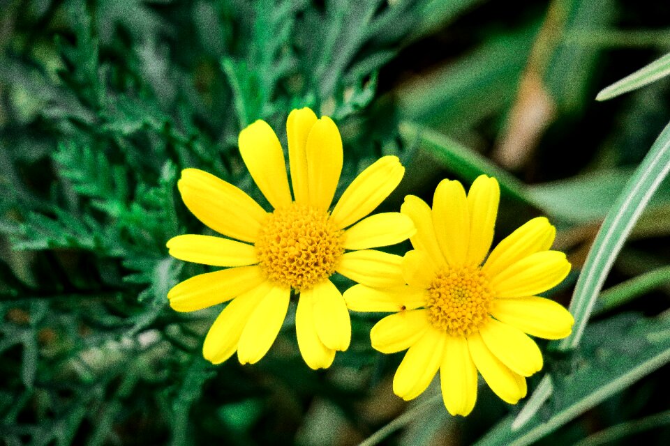Flower garden petal