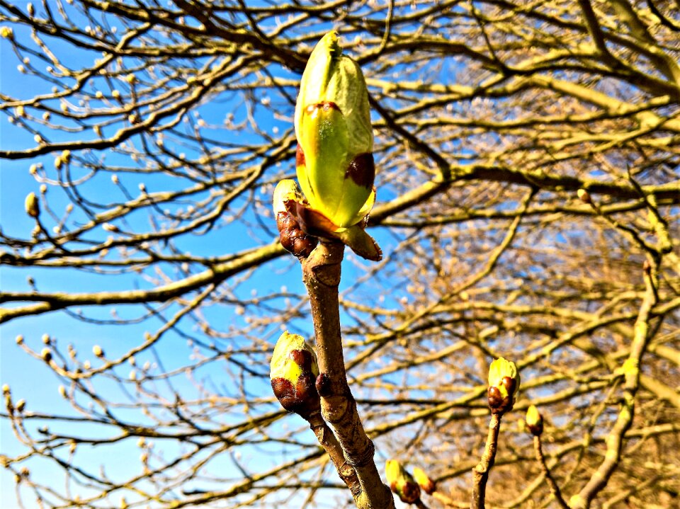 Furry spring nature