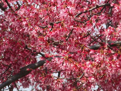 Season flower tai tran osaka photo