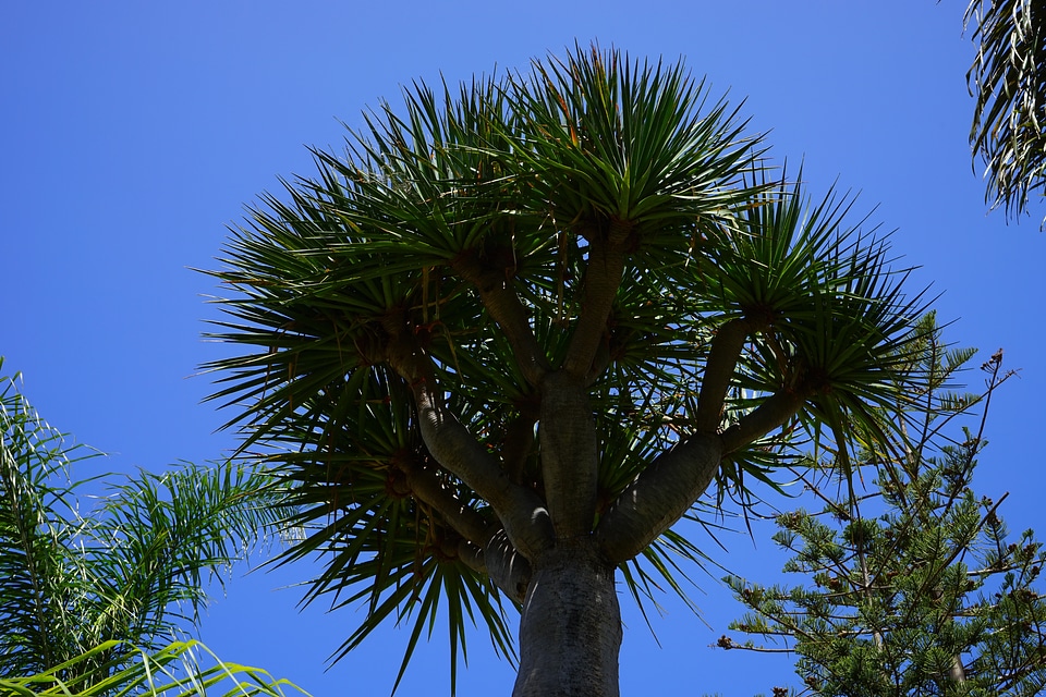 Dragon tree dracaena log