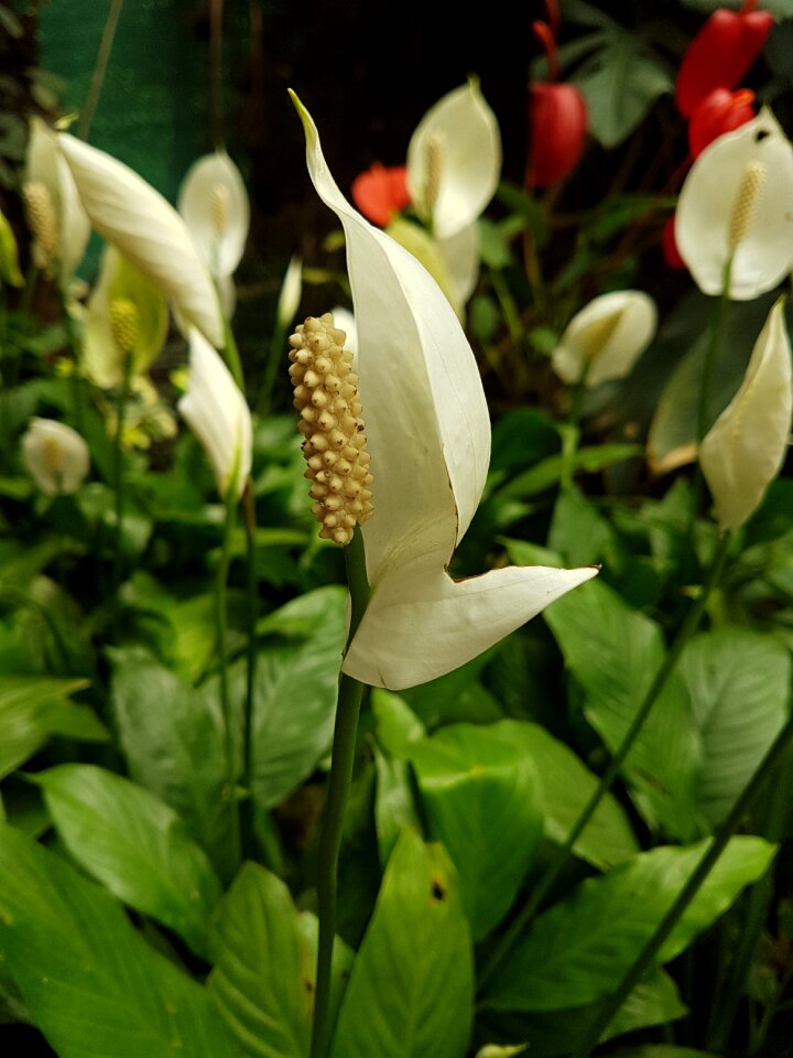 Flora growth