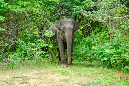 Jungle elephant wild animals photo