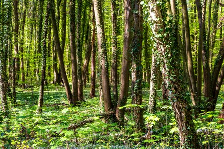 Leaf tree forest photo