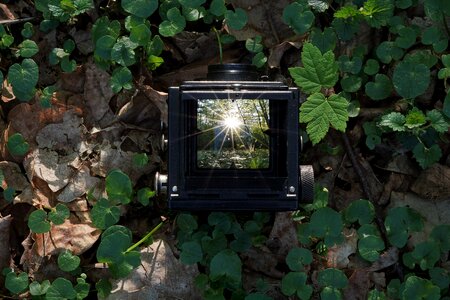 Backlighting forest forest floor photo