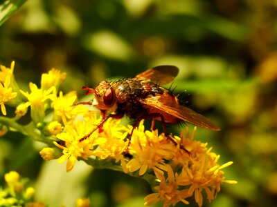 Flower apiformes animals photo