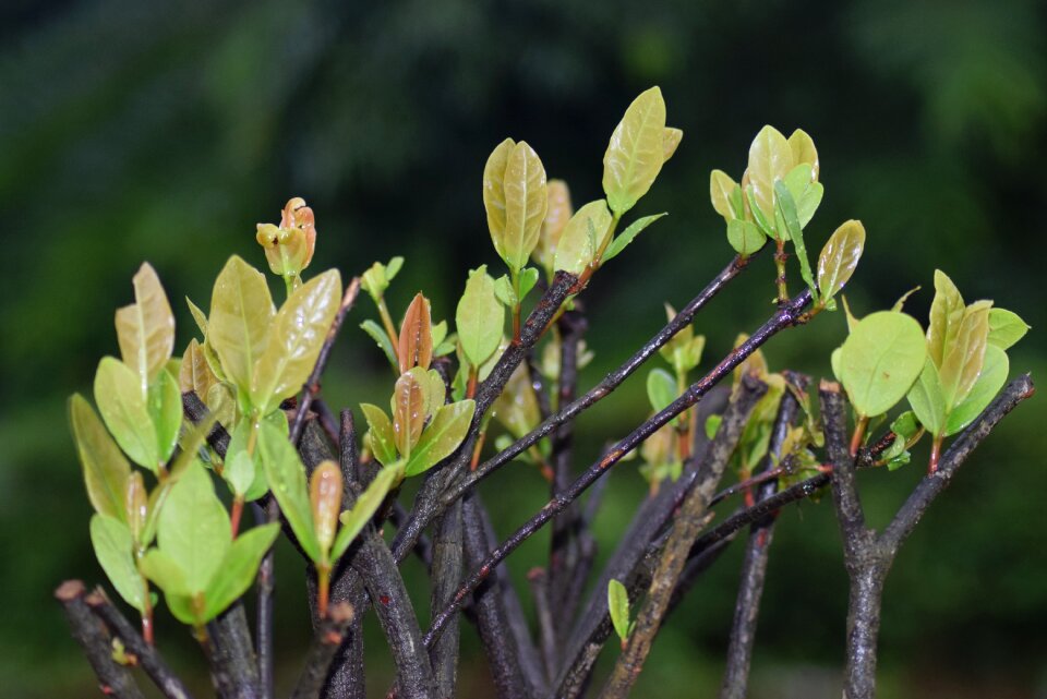 Nature tree