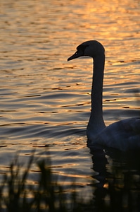 Nature animal water