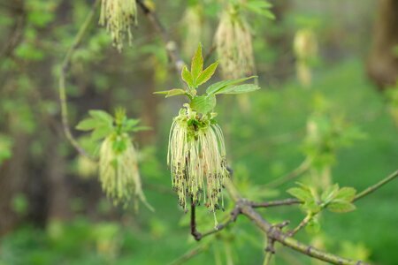 Tree inflorescence spring