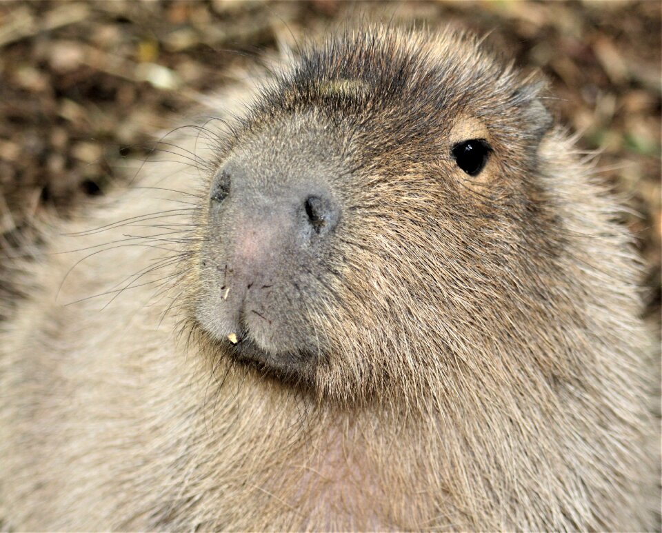 Cute animal fur