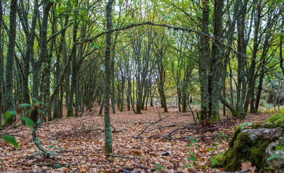 Tree landscape station