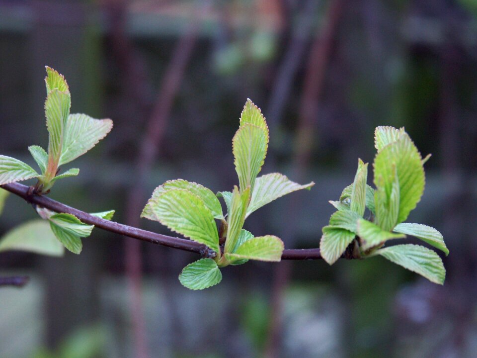 Nature bottom branch