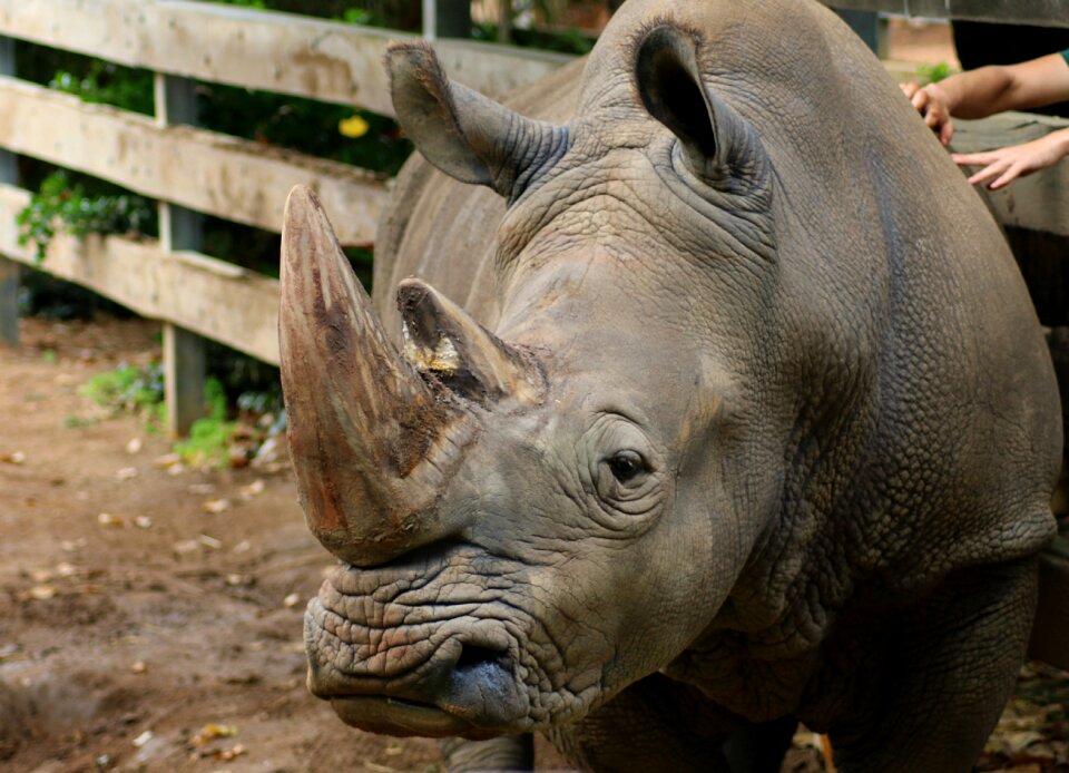 Wildlife rhinoceros rhino
