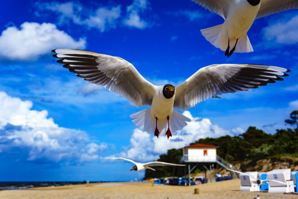 Wing nature summer