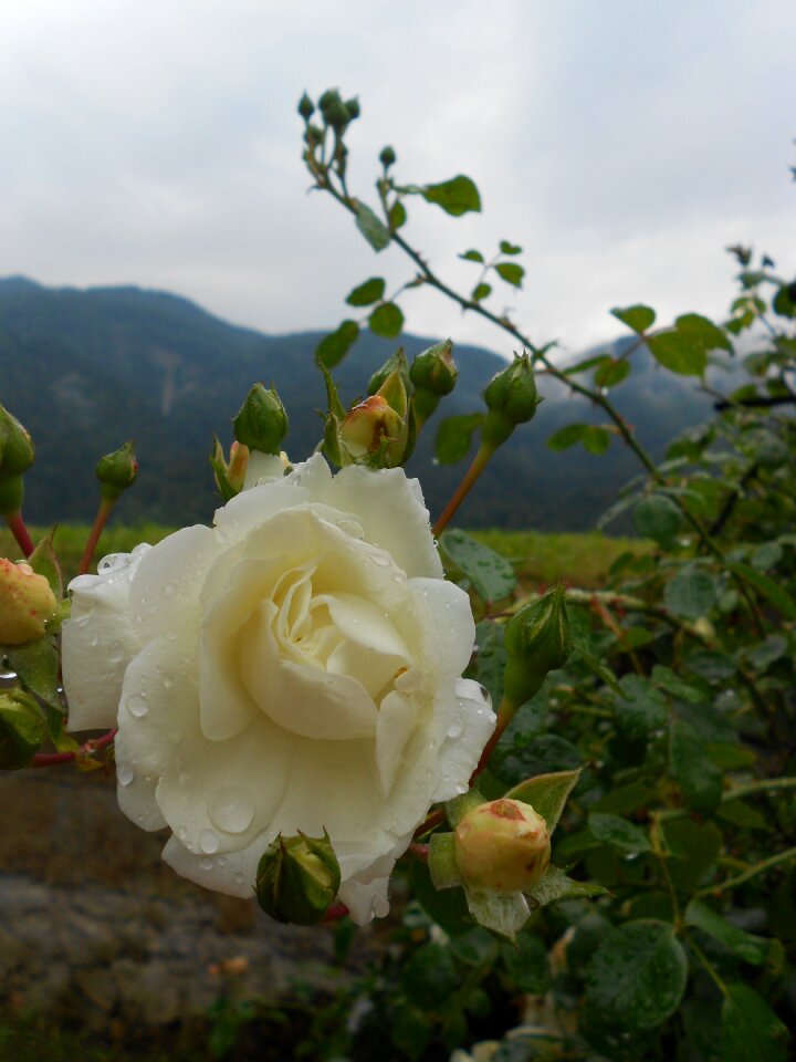 Nature flowers flowering