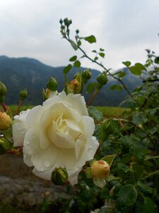 Nature flowers flowering