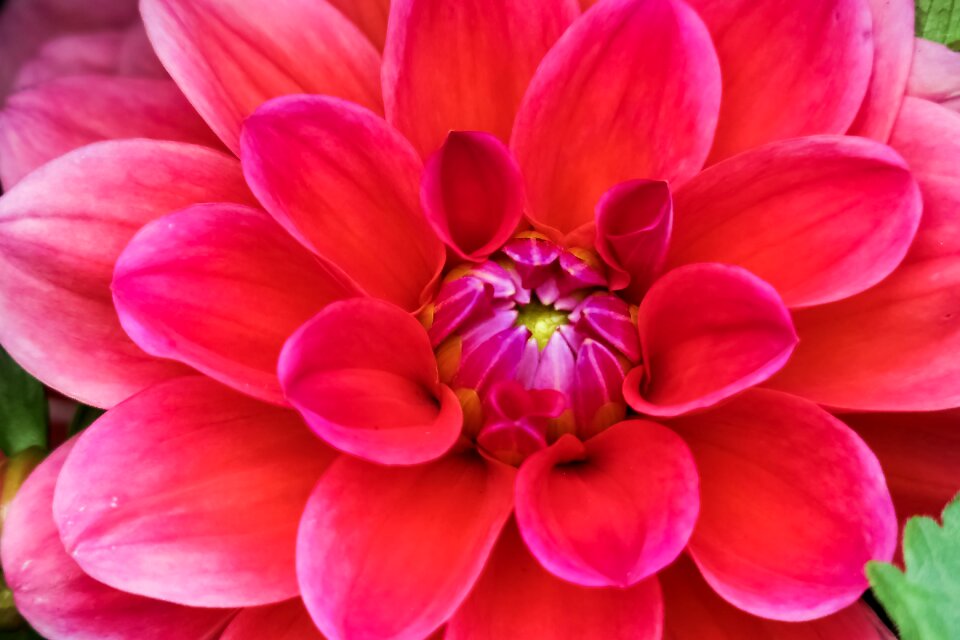 Color plant flower's