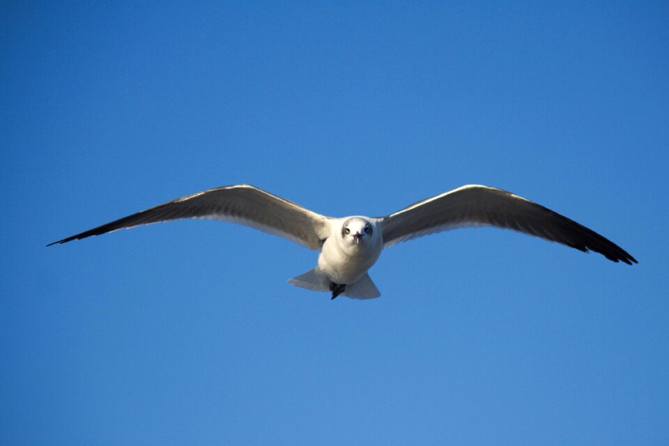 Wildlife sky seagulls