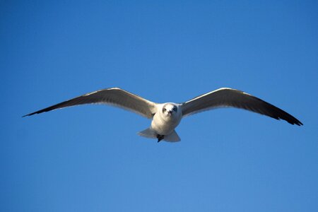 Wildlife sky seagulls photo