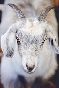 Nature cashmere